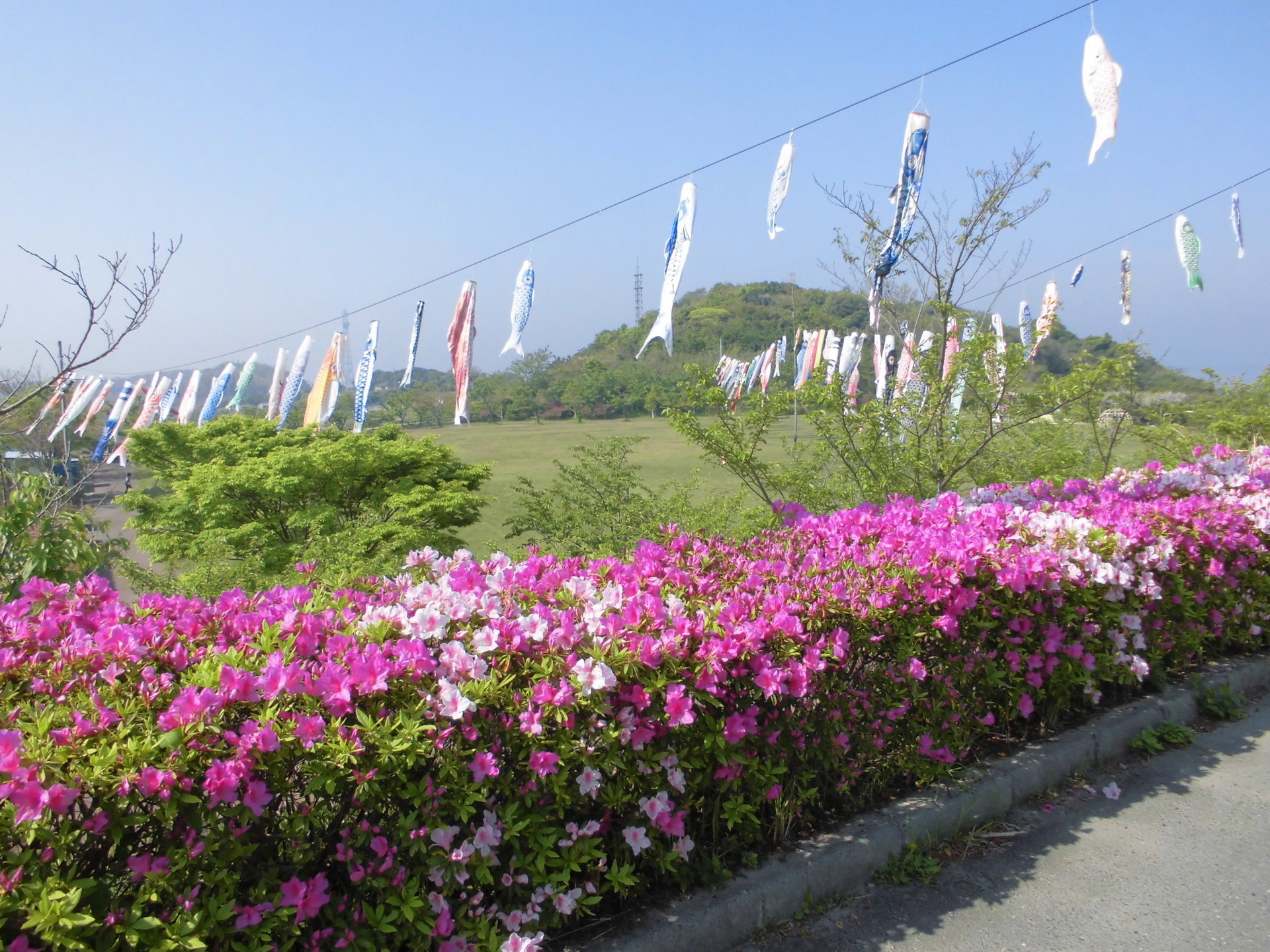 １１５２ 常滑市の小脇公園で こいのぼりとツツジが競演 思い感じたこと